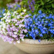 6 популярных однолетников, которые не стоят ваших сил и времени 6 популярных однолетников, которые не стоят ваших сил и времени