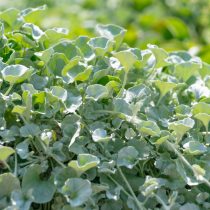 6 популярных однолетников, которые не стоят ваших сил и времени 6 популярных однолетников, которые не стоят ваших сил и времени