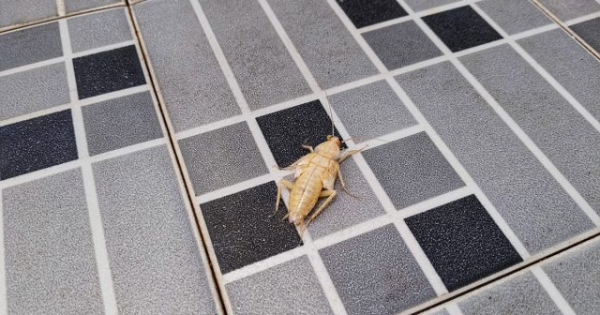 Белый таракан в квартире — кто это и как от него избавиться Белый таракан в квартире — кто это и как от него избавиться