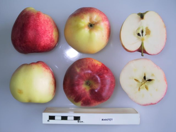 3 лучших сорта яблонь, которые заменят вам все остальные