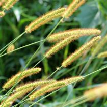 6 популярных однолетников, которые не стоят ваших сил и времени 6 популярных однолетников, которые не стоят ваших сил и времени