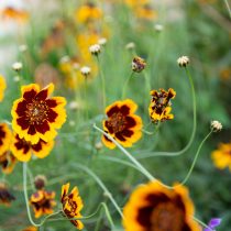 6 популярных однолетников, которые не стоят ваших сил и времени 6 популярных однолетников, которые не стоят ваших сил и времени