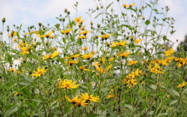 12 растений, которые вы не сможете вывести с участка