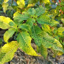 6 популярных однолетников, которые не стоят ваших сил и времени 6 популярных однолетников, которые не стоят ваших сил и времени