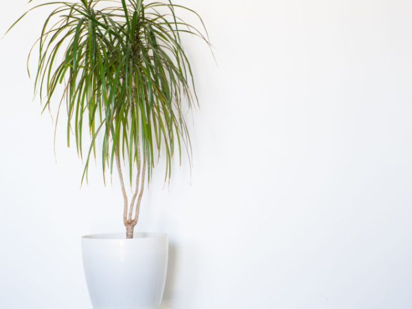 12 лучших растений для маленьких квартир