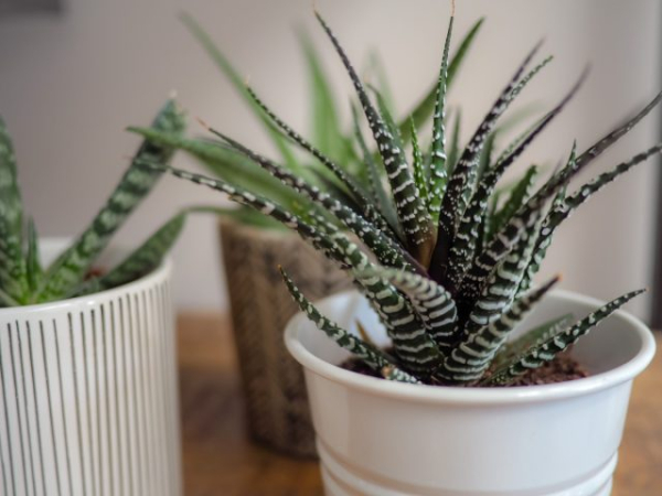 12 лучших растений для маленьких квартир