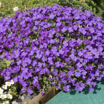 6 популярных однолетников, которые не стоят ваших сил и времени 6 популярных однолетников, которые не стоят ваших сил и времени