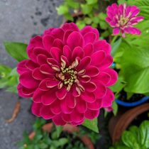 6 «бабушкиных» цветов, за которыми снова охотятся все цветоводы 6 «бабушкиных» цветов, за которыми снова охотятся все цветоводы