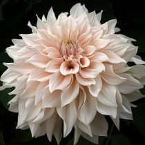 6 «бабушкиных» цветов, за которыми снова охотятся все цветоводы 6 «бабушкиных» цветов, за которыми снова охотятся все цветоводы