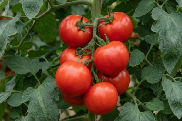 6 самых живучих и урожайных сортов томатов, которые я советую