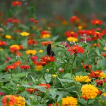 6 популярных однолетников, которые не стоят ваших сил и времени 6 популярных однолетников, которые не стоят ваших сил и времени