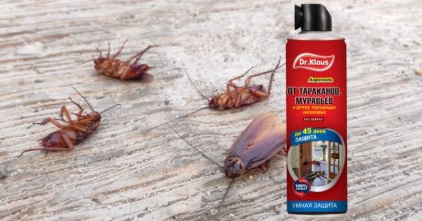 Белый таракан в квартире — кто это и как от него избавиться Белый таракан в квартире — кто это и как от него избавиться